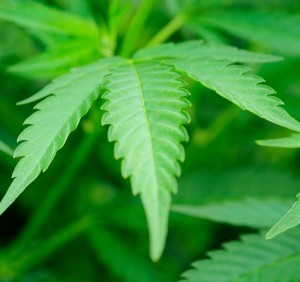 bigstock-Leaf-Of-Cannabis-39962152-300x282[1]